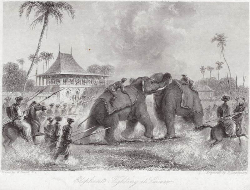 Éléphants se battant à Lucknow - William Daniell