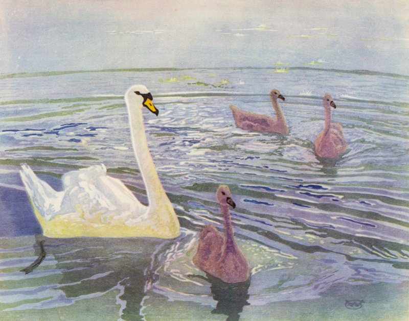 Cygne et cygneaux - William Giles
