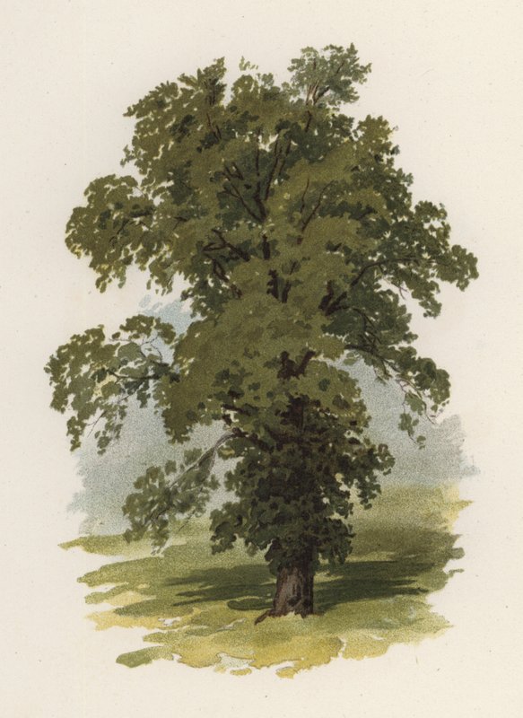 Arbres : L