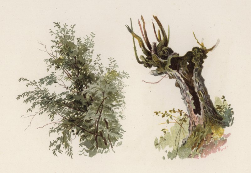 Arbres : Le saule - William Henry James (after) Boot