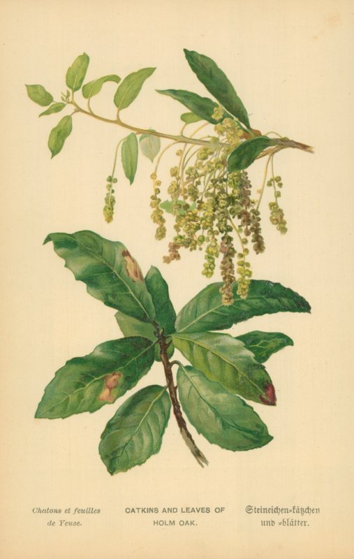 Chatons et Feuilles de Chêne Vert - William Henry James Boot