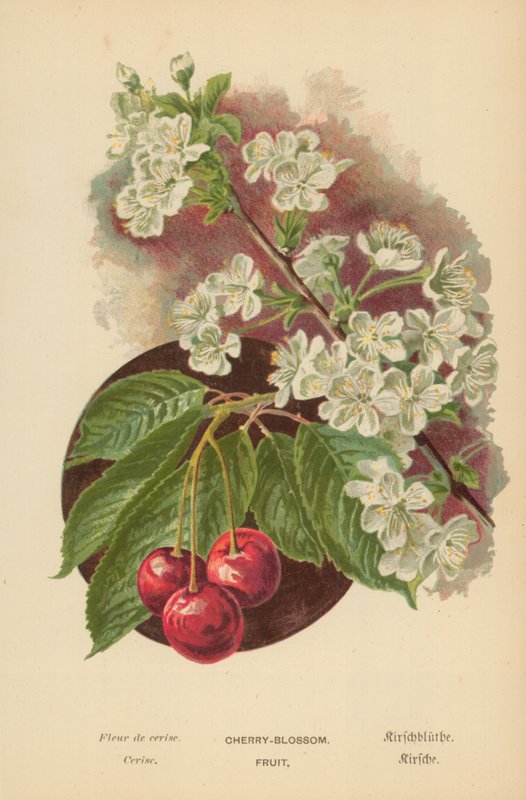 Fleur de cerisier. Fruit - William Henry James Boot