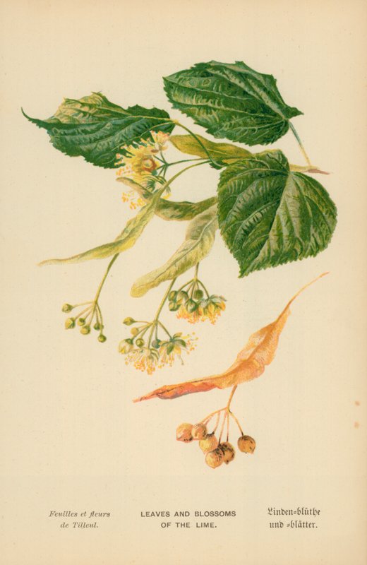 Feuilles et fleurs du tilleul - William Henry James Boot