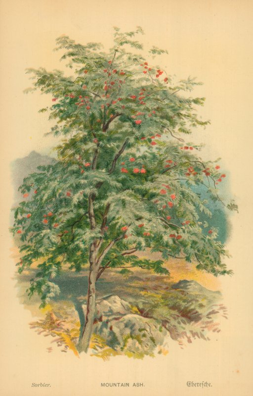 Frêne de montagne - William Henry James Boot