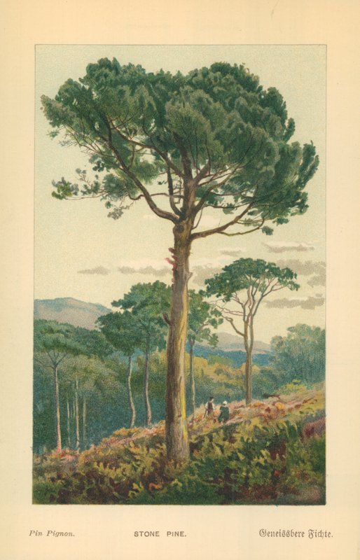 Pin parasol - William Henry James Boot