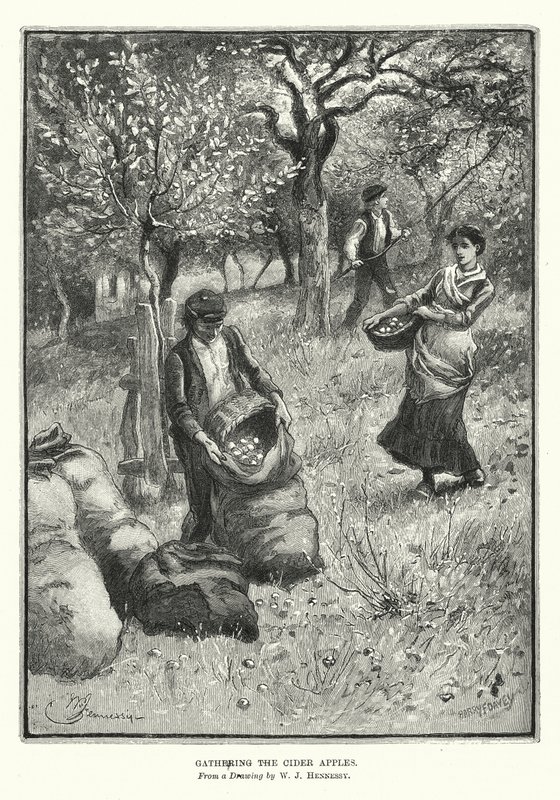 Récolte des pommes à cidre - William John Hennessy