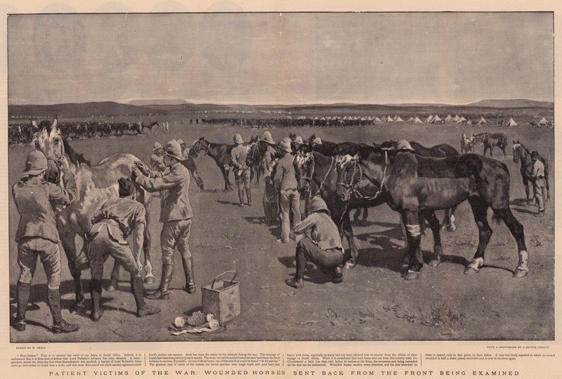 Victimes patientes de la guerre, chevaux blessés renvoyés du front pour être examinés - William Small