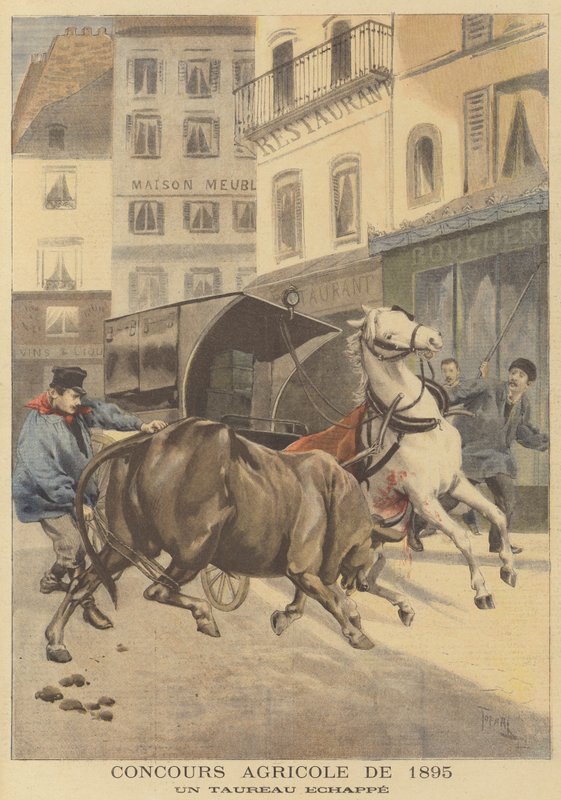 Salon agricole de 1895. Un taureau échappé - after Oswaldo Tofani