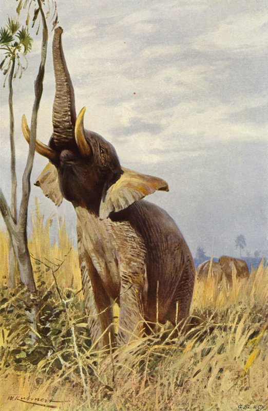 Éléphant d