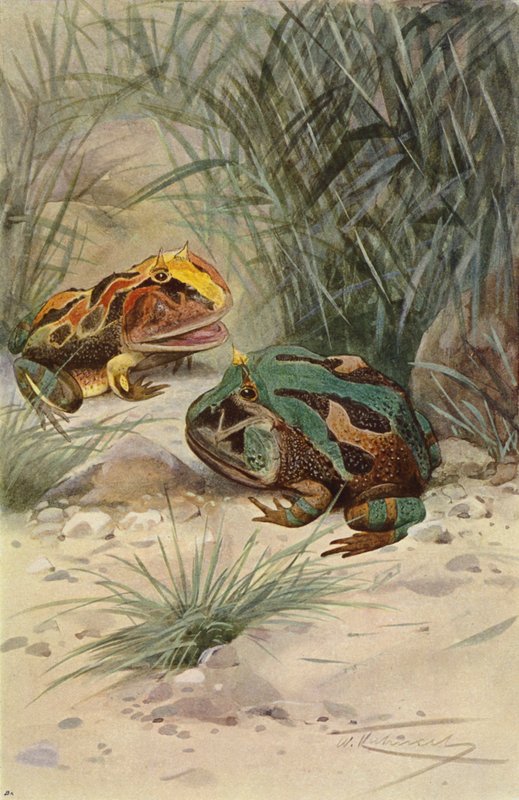 Crapaud cornu - after Wilhelm Kuhnert