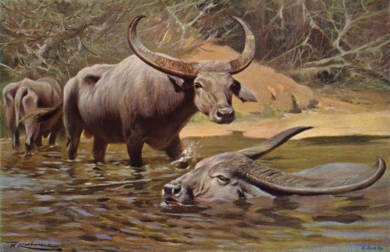Buffle indien - after Wilhelm Kuhnert