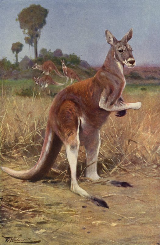 Kangourou roux - after Wilhelm Kuhnert