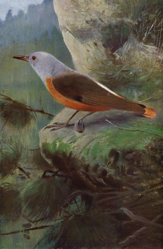 Monticole - after Wilhelm Kuhnert