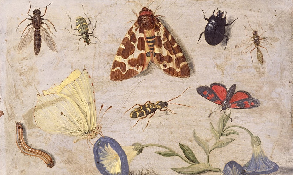 Insectes