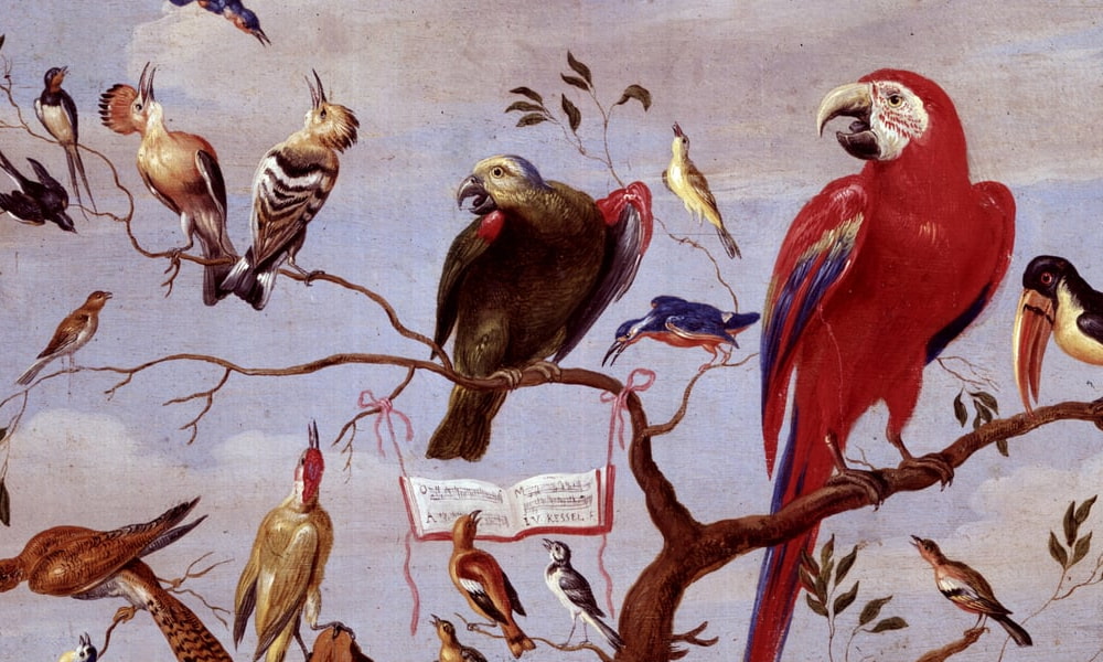 Oiseaux