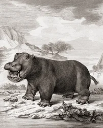 Un hippopotame (Hippopotamus amphibius)