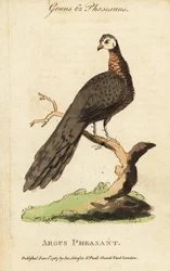 Grand faisan argus, Argusianus argus
