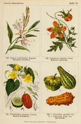 Gaura Lindheimeri, Cajophora Lateritia, Thladiantha Calcarata, Cucurbita Maxima, Cucurbita Pepo