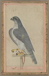 Faucon