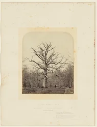Chêne de la Reine Anne