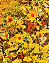 Des tournesols pour Van Gogh.