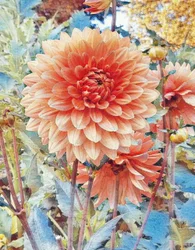 Rosa Dahlie.