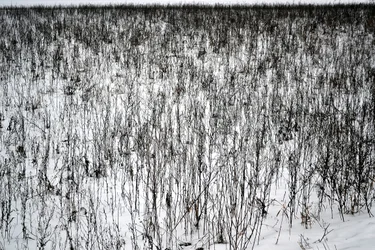 Janvier