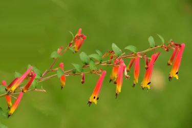 Des roses photographiées sur un fond naturel et artistique aux teintes douces.