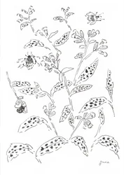 Étude sur les bourdons et les fleurs sauvages