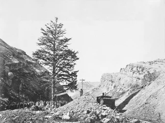 Arbre des mille milles, col de Wilhelmina