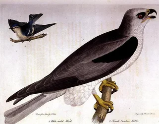 Buse à queue blanche et femelle de la paruline azurée, gravées par Alexander Lanson