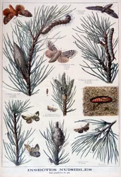 Insectes nuisibles : papillons et mites qui endommagent les pins