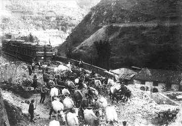 De nombreux bœufs transportent un énorme convoi contenant du marbre, juste descendu dans la vallée depuis une carrière des Alpes Apuanes (photo n/b)