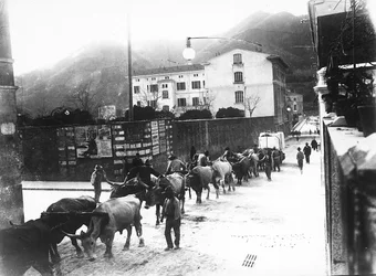 Des boeufs utilisés pour le transport du marbre des carrières apuanes sont conduits sur une route à Carrare