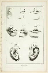 Design : Anatomie faciale de l