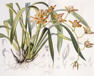 Iridorchis Gigantea, 1867