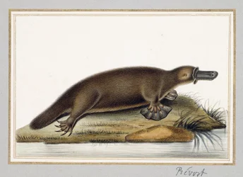 Ornithorynque