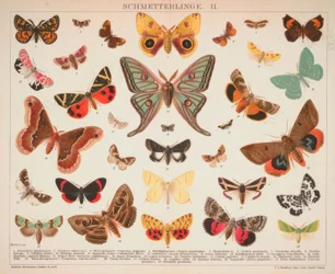 Papillons. II.