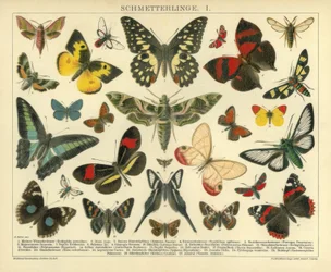 Papillons. I.