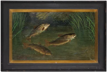 Truite dans une rivière