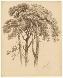 Étude de trois pins