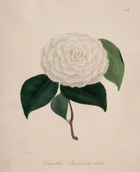 Iconographie du genre camellia : No. 194, 1839-1843