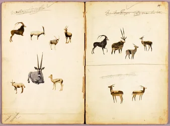 Antilopes, dossier d