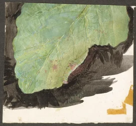 Heterocampa Biundata, Walker, étude pour le livre Concealing Coloration in the Animal Kingdom