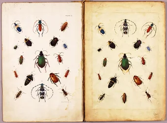 INSECTES - Coléoptères colorés, paysage, dossier d