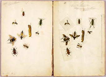 Insectes - coloriés, dossier d
