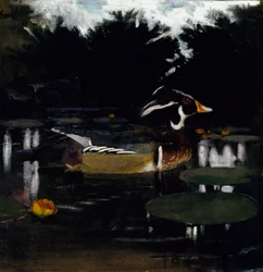 Canard branchu mâle dans une mare forestière, étude pour le livre « La coloration dissimulatrice dans le règne animal »