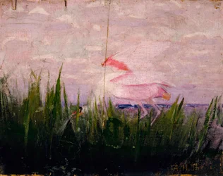 Spatule rosée, étude pour le livre Concealing Coloration in the Animal Kingdom, vers 1905-1909