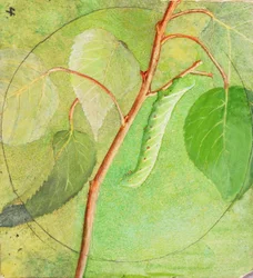 Chenille Sphinx, étude pour le livre Concealing Coloration in the Animal Kingdom, n.d.