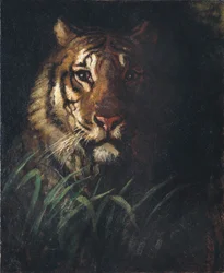 Tête de tigre